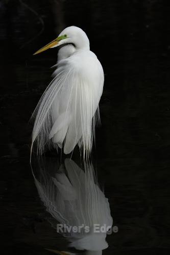 Great Egret w Acrylic Front by Jim Miller